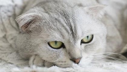 Kaiyun 开云体育官网-U23亚洲杯预选赛：中国队首战2比1险胜东帝汶队