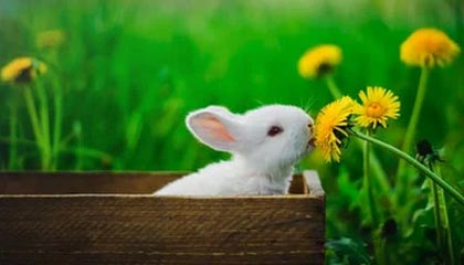 开云体育-字母哥狂砍37+10阿夫迪亚22分 希腊晋级八强